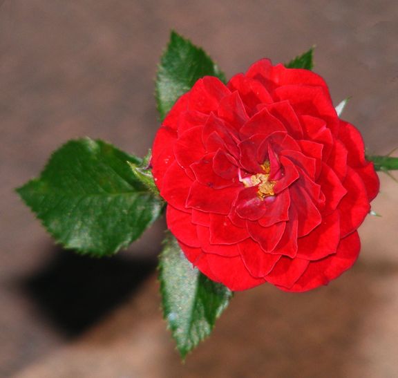 Unconditional Love photo ul2013_08240090_zps3d150317.jpg